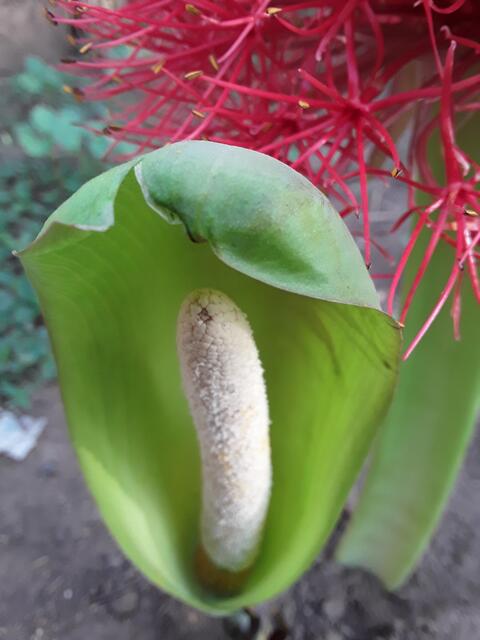 Wild Flower