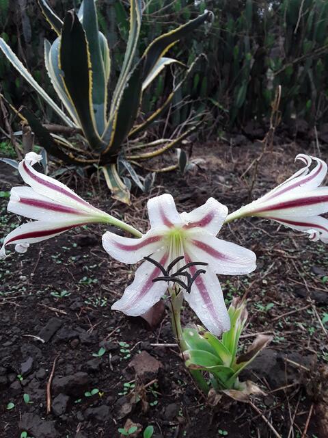 Wild Flower