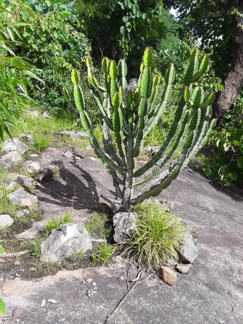 Wild Cactus 