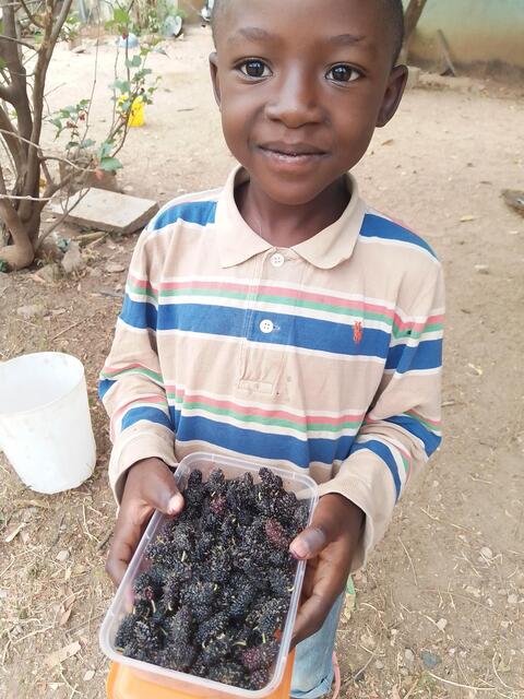 Fresh Blackberries