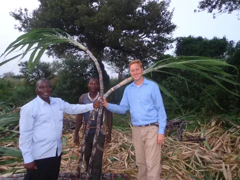 Sugarcane Plantation Kogul