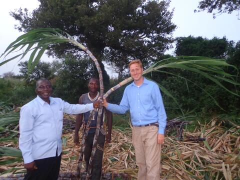 Sugarcane Plantation Kogul