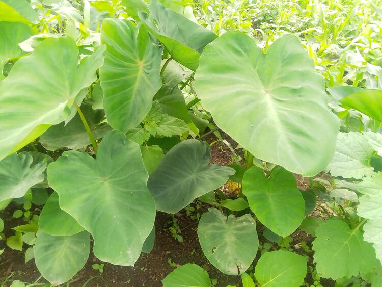 Cocoa yam Plant