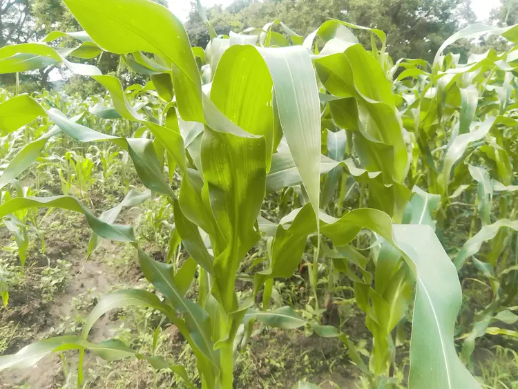 Maize Plant